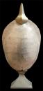 An Early 19th Century Albino Tortoise Shell of a Loggerhead Turtle 'Caretta Caretta'