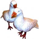 A Pair of 19th Century Partially Glazed White Faience Pigeons